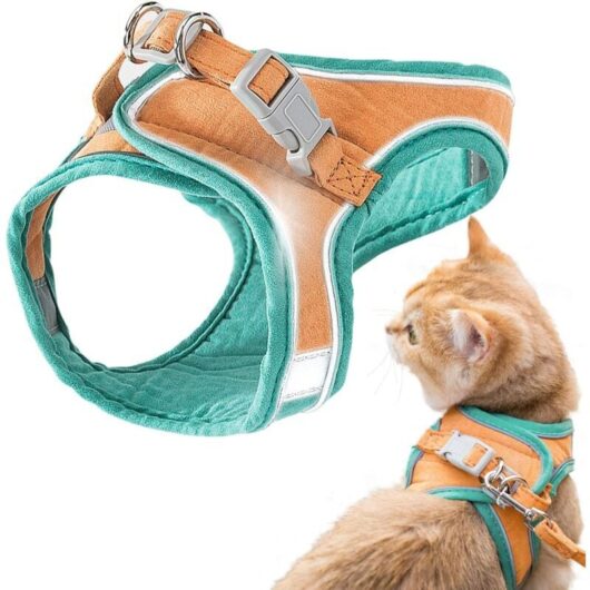 Serbia - m Harnais et laisse pour chat, veste de marche confortable pour chat avec laisse